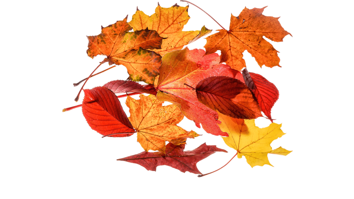 1ère collecte de feuilles mortes