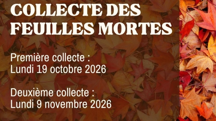 Première collecte de feuilles mortes