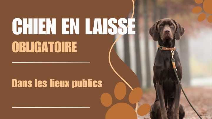 Avis de propriétaires de chiens