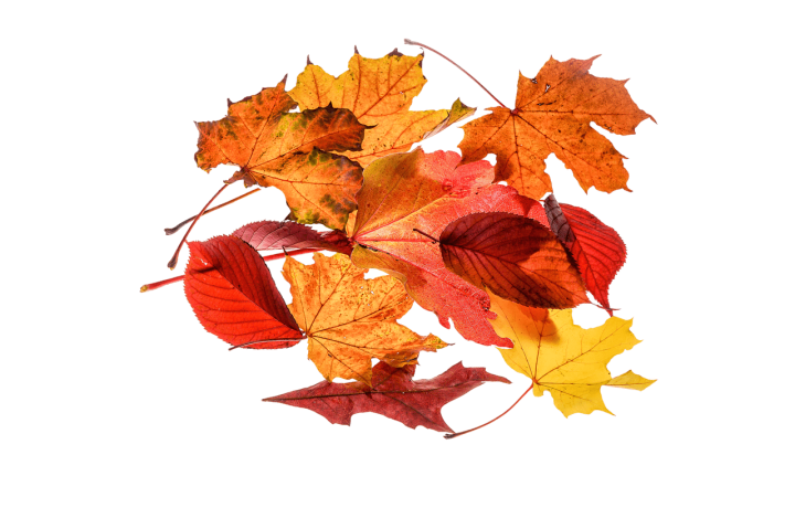1ère collecte de feuilles mortes