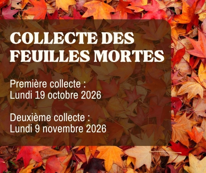 Première collecte de feuilles mortes